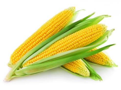 beautiful sweet corn