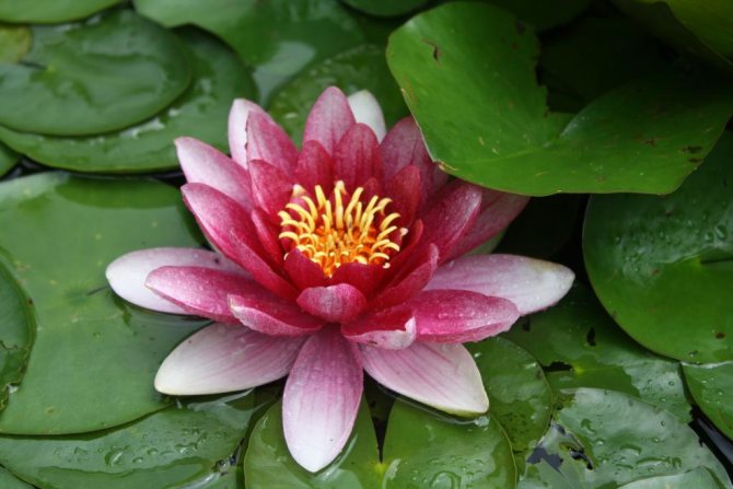 Magandang larawan ng isang water lily