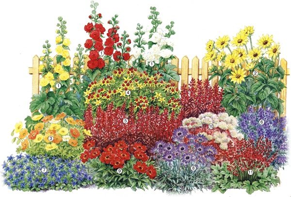 Beautiful flowers for a flower bed