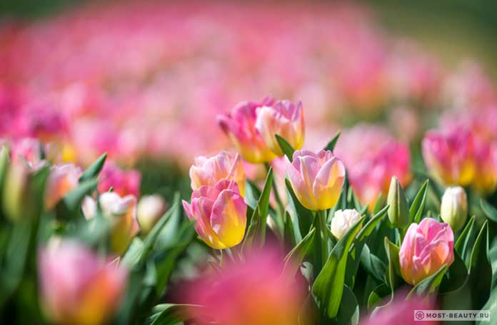 Vackra bilder av tulpaner