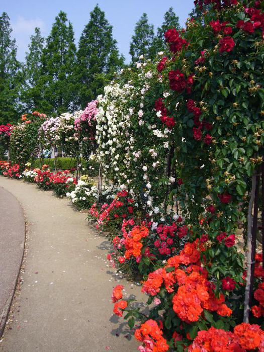 beautiful park roses varieties for the Moscow region