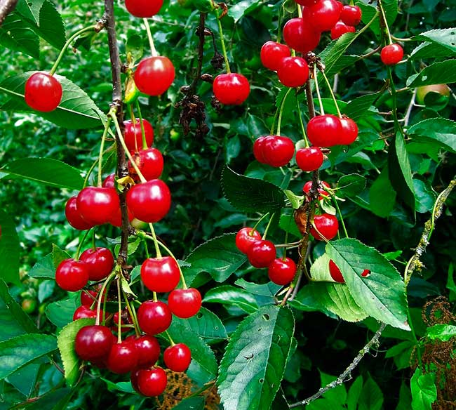 beautiful bright cherry berries on a branch with green leaves