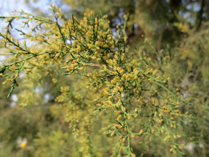Bunga juniper yang cantik: keterangan dan 30 foto tanaman