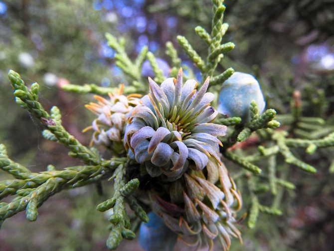 Красиво цвете хвойна: описание и 30 снимки на растението