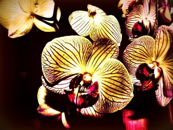 frumoasa phalaenopsis cate flori