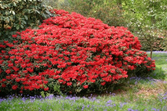 Beautiful rhododendron - the result of proper care