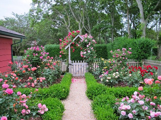 vacker rosenträdgård i landet