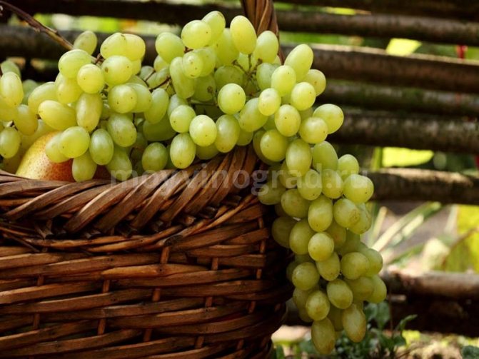 Beautiful grape harvest