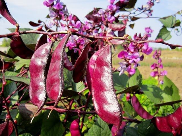 Red and purple beans are increasingly becoming a decoration of residential buildings and are used to decorate balconies and loggias.