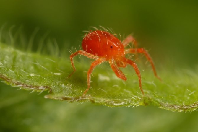 Red variety of spider mites