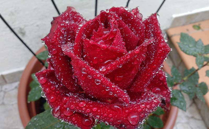 trandafir roșu acasă într-o oală