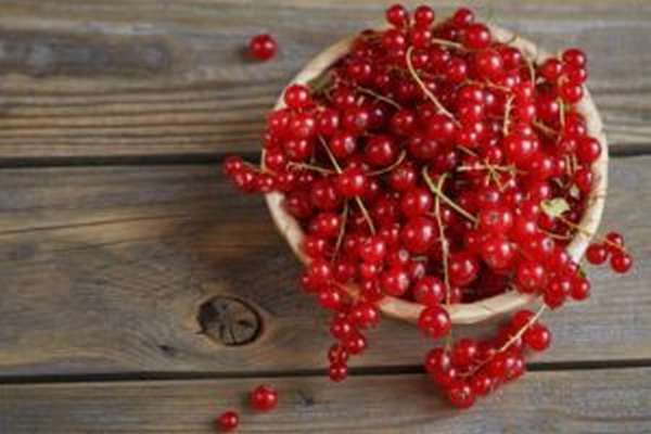Red currant: useful properties and contraindications