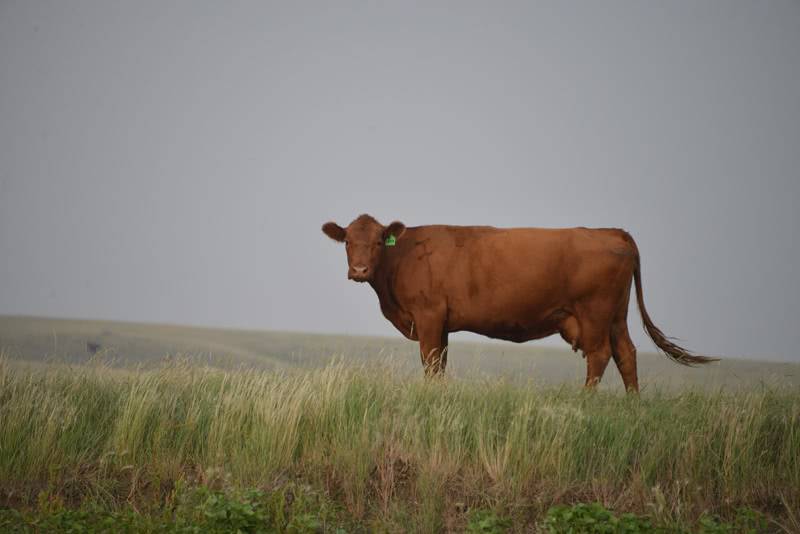Red steppe cow