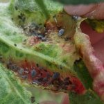 Red-gall aphid