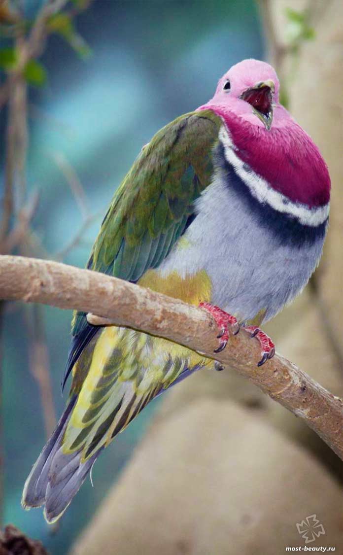 Porumbel pestriț cu gâtul roșu
