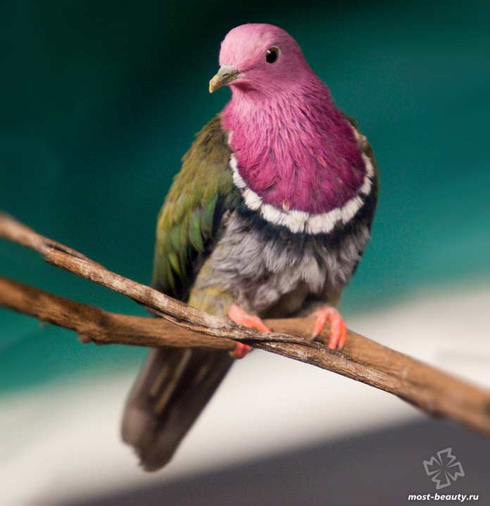 Pestrobarevný holub