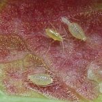 Redcurrant gall aphid