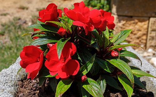 Червени балсамови цветя