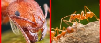 Red ants