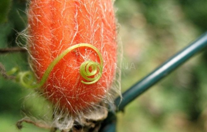 Rote Tladiantus-Gurken bauen die Sorte so an, wie sie ist