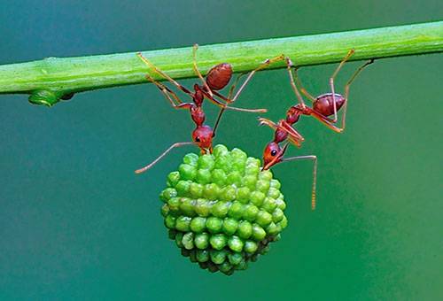 Red worker ants