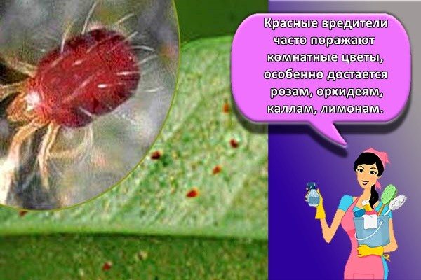 Röda skadedjur infekterar ofta inomhusblommor, särskilt rosor, orkidéer, calla liljor, citroner