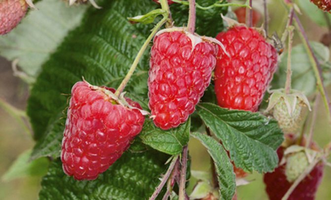 Red raspberries Bryansk Divo
