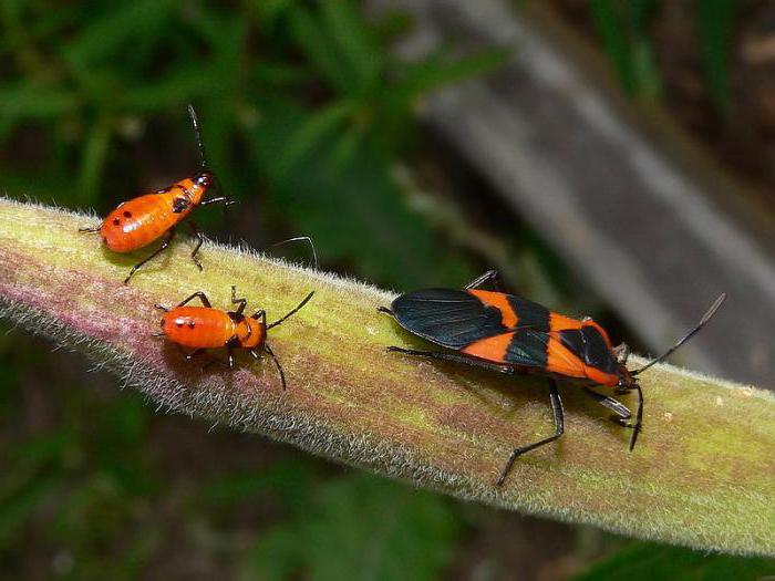 Червени бръмбари с черни точки: снимка
