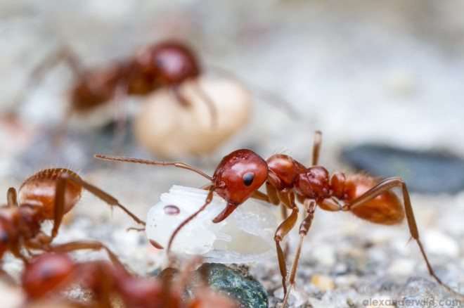 Röd myra