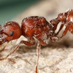 Червена мравка