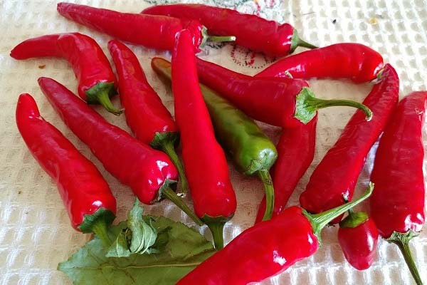 red hot pepper benefits and harms
