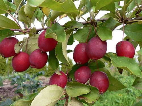 Odrůda červených jablek