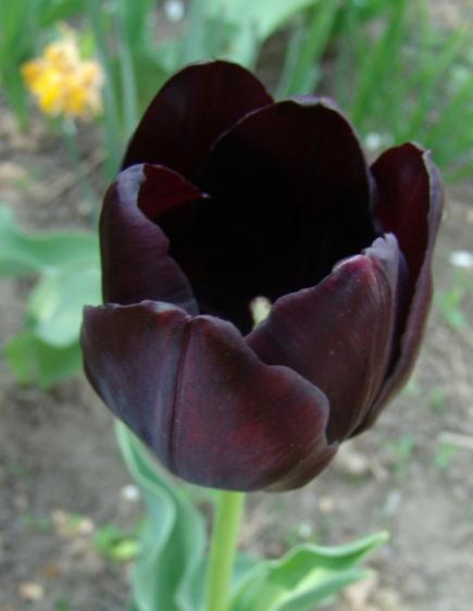 Tulip merah