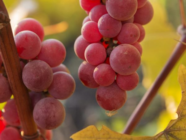 Röda druvor är bra för vinframställning