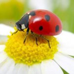 Red beetle with black dots