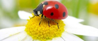 Kumbang merah dengan titik hitam