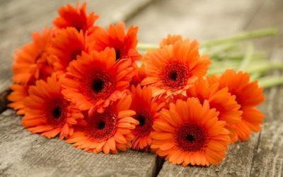 Beauty in a vase. How to keep a bunch of gerberas as long as possible?