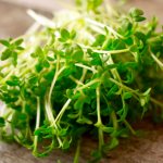 Watercress - a description of what it looks like, application, varieties, cultivation features