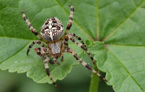 Spindel-spindel-beskrivning-funktioner-arter-livsstil-och-livsmiljö-spindel-1