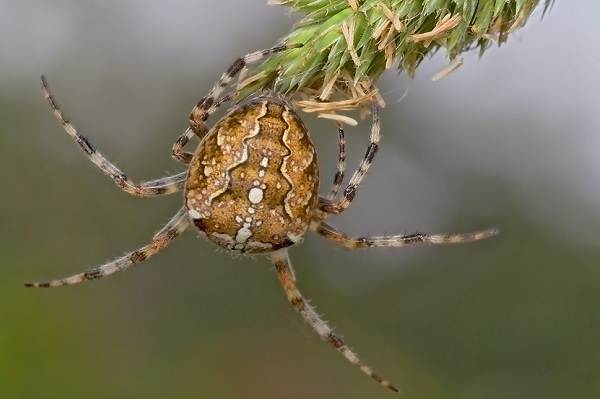 وصف العنكبوت العنكبوت ميزات الأنواع نمط الحياة والموئل العنكبوت 10
