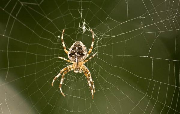 وصف العنكبوت-وصف-ميزات-الأنواع-نمط الحياة-والموئل-العنكبوت -12