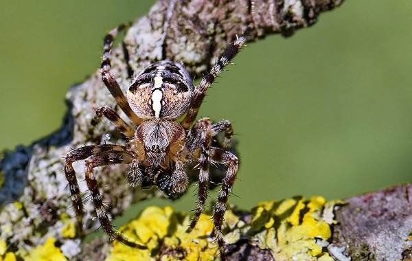 Spider-spider-description-features-species-lifestyle-and-habitat-spider-13