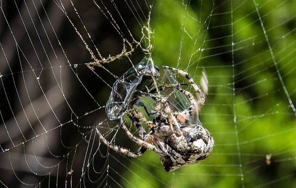 وصف العنكبوت العنكبوت ميزات الأنواع نمط الحياة والموئل العنكبوت 14