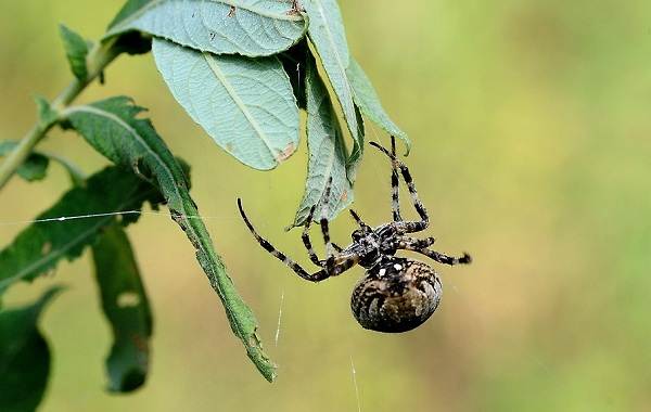 وصف العنكبوت-وصف-ميزات-الأنواع-نمط الحياة-والموئل-العنكبوت -15