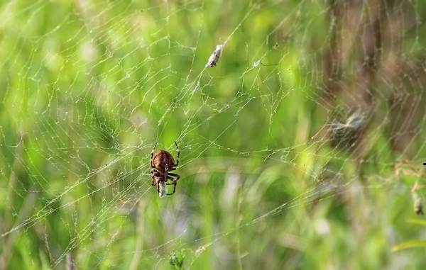 وصف العنكبوت العنكبوت ميزات الأنواع نمط الحياة والموئل العنكبوت 16
