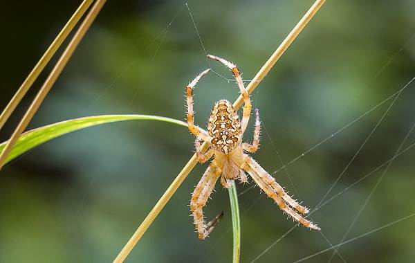 وصف العنكبوت العنكبوت ميزات الأنواع نمط الحياة والموئل العنكبوت 2