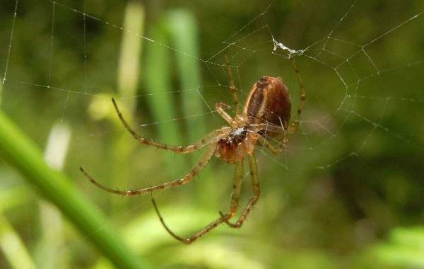 وصف العنكبوت العنكبوت ميزات الأنواع نمط الحياة والموئل العنكبوت 3
