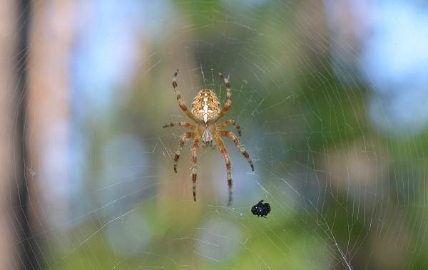 Spindel-spindel-beskrivning-funktioner-arter-livsstil-och-livsmiljö-spindel-4