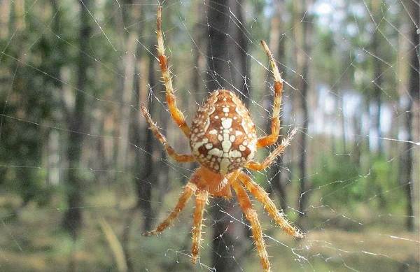 Spindel-spindel-beskrivning-funktioner-arter-livsstil-och-livsmiljö-spindel-5
