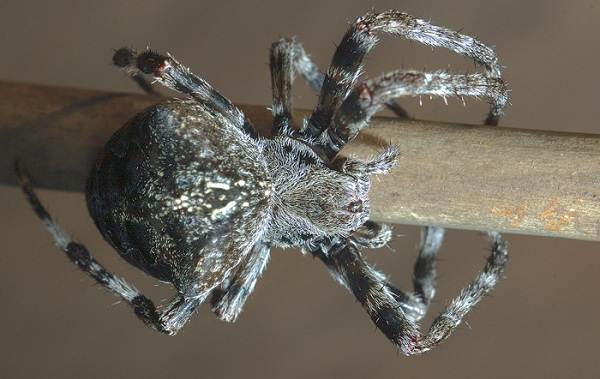 Spindel-spindel-beskrivning-funktioner-arter-livsstil-och-livsmiljö-spindel-6